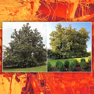 A photo illustration of the Magnolia trees cut down and destruction of the White House East Wing.