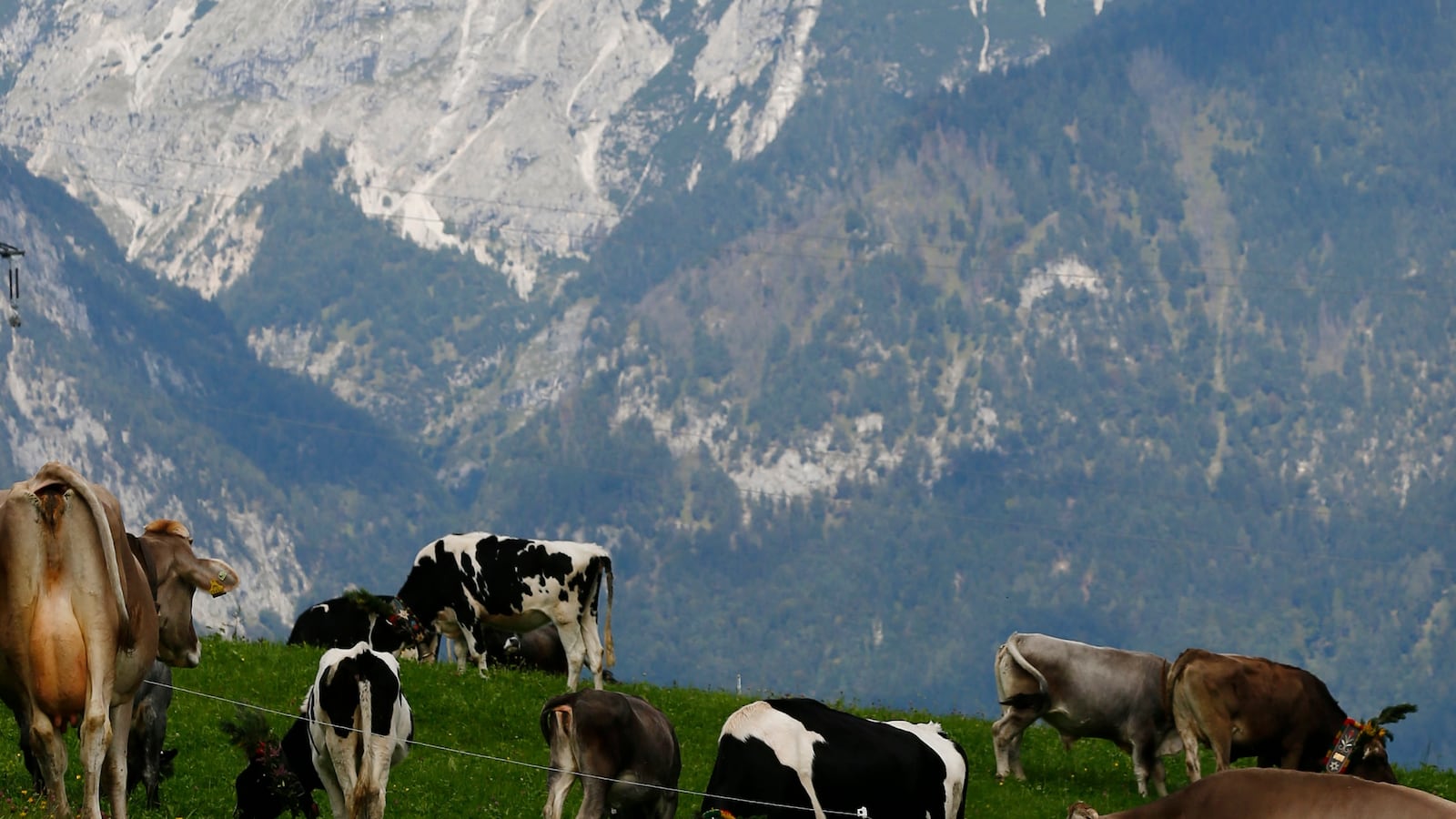 Cows in Austria