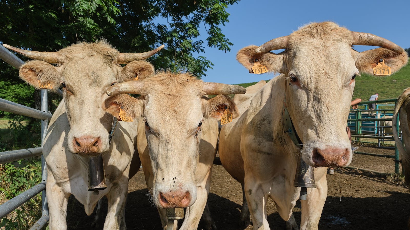 Des vaches de la race blonde d Aquitaine sont rassemblees dans un enclos lors du marquage des troupeaux avant le depart de la transhumance au plateau du Benou en valle d Ossau sur les communes de Bielle et Bilheres dans le departement des Pyrenees-Atlantiques dans le sud de la France le 4 juillet 2025.